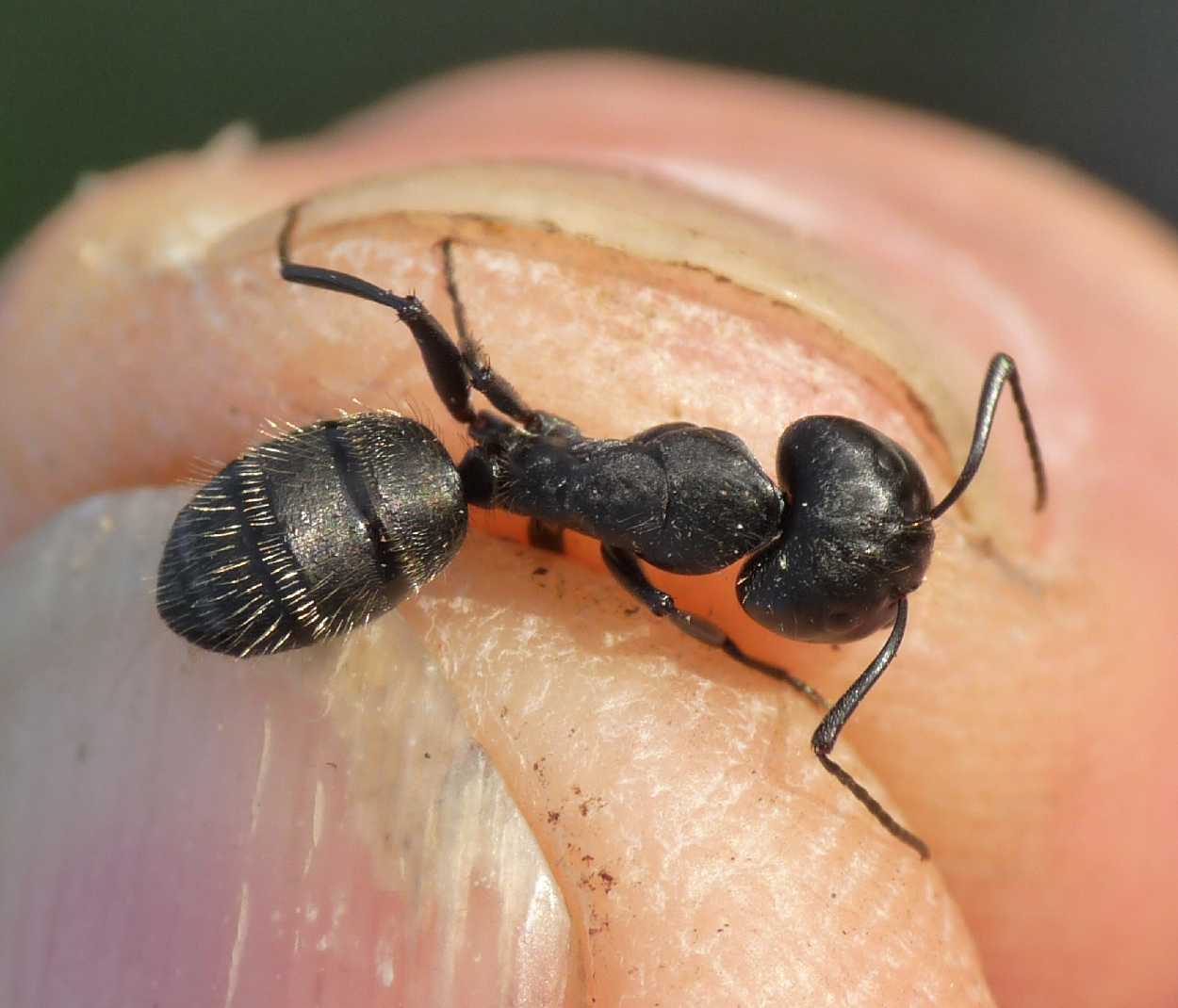 Camponotus vagus (Formicidae)